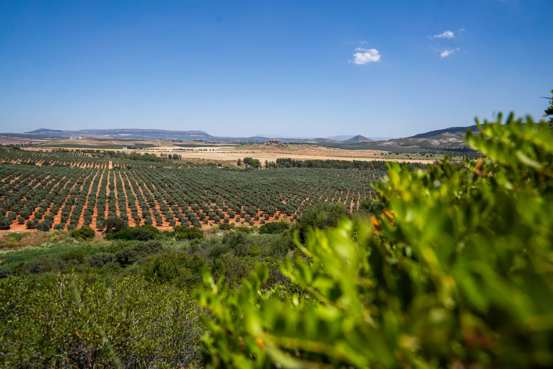 agrohutesa-campo