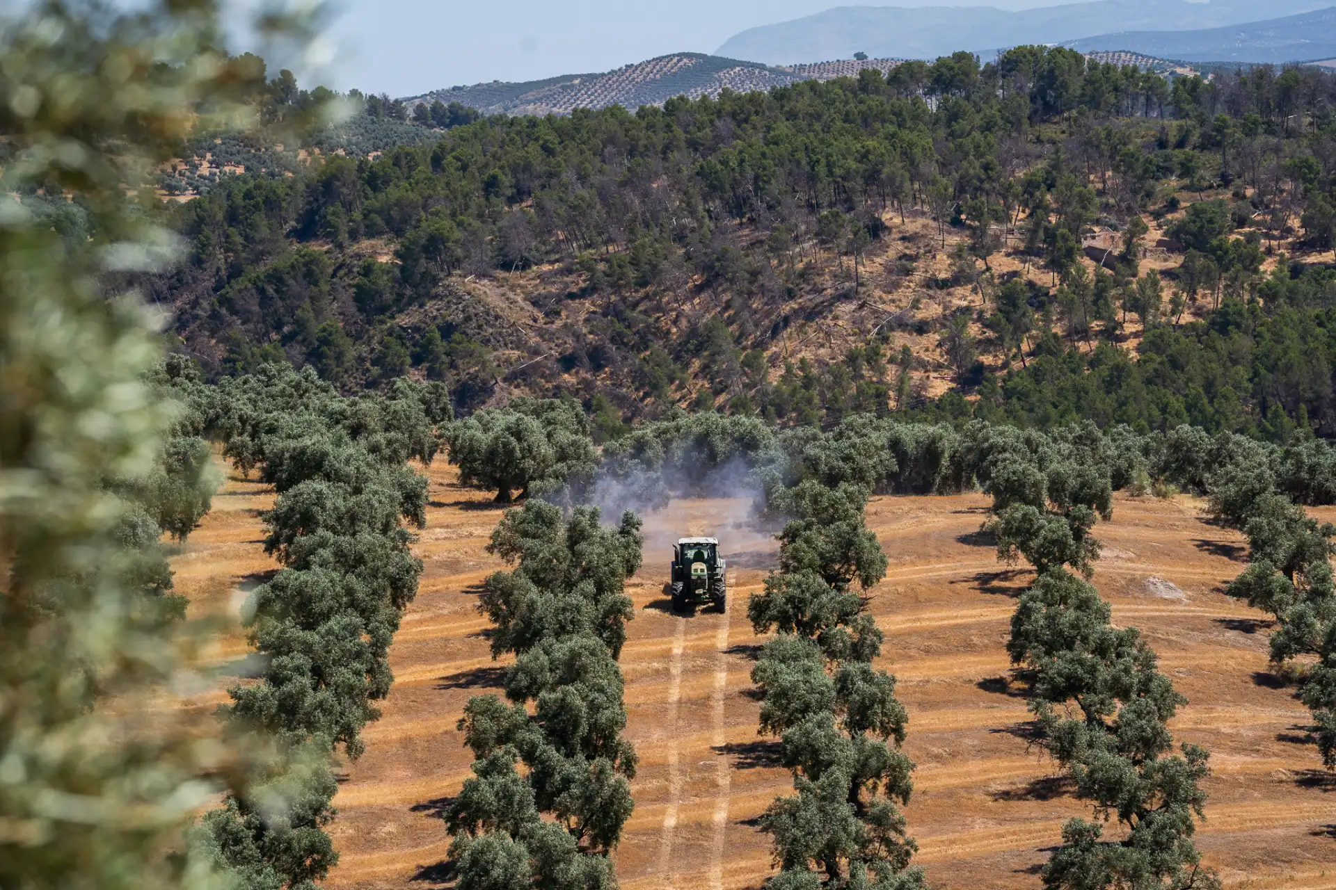 Empresa familiar AgroHutesa dedicada al cultivo de olivos, con tractor trabajando en una finca agrícola rodeada de naturaleza.