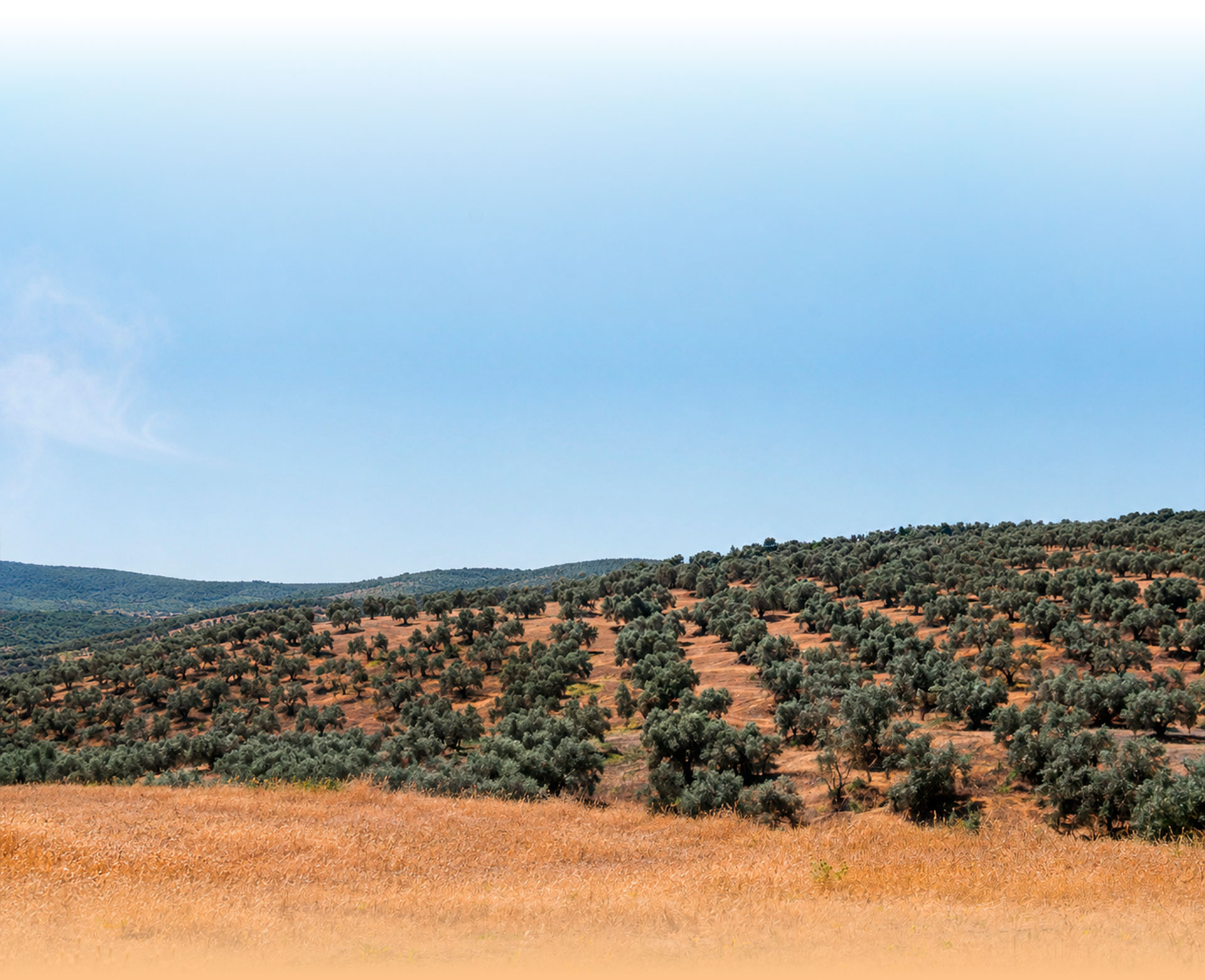 campo-banner-effect