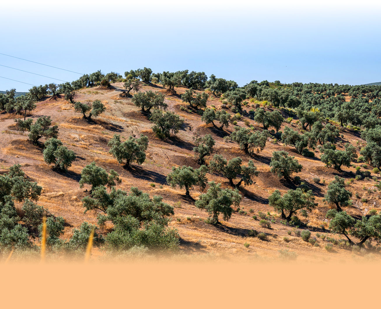 campo-banner