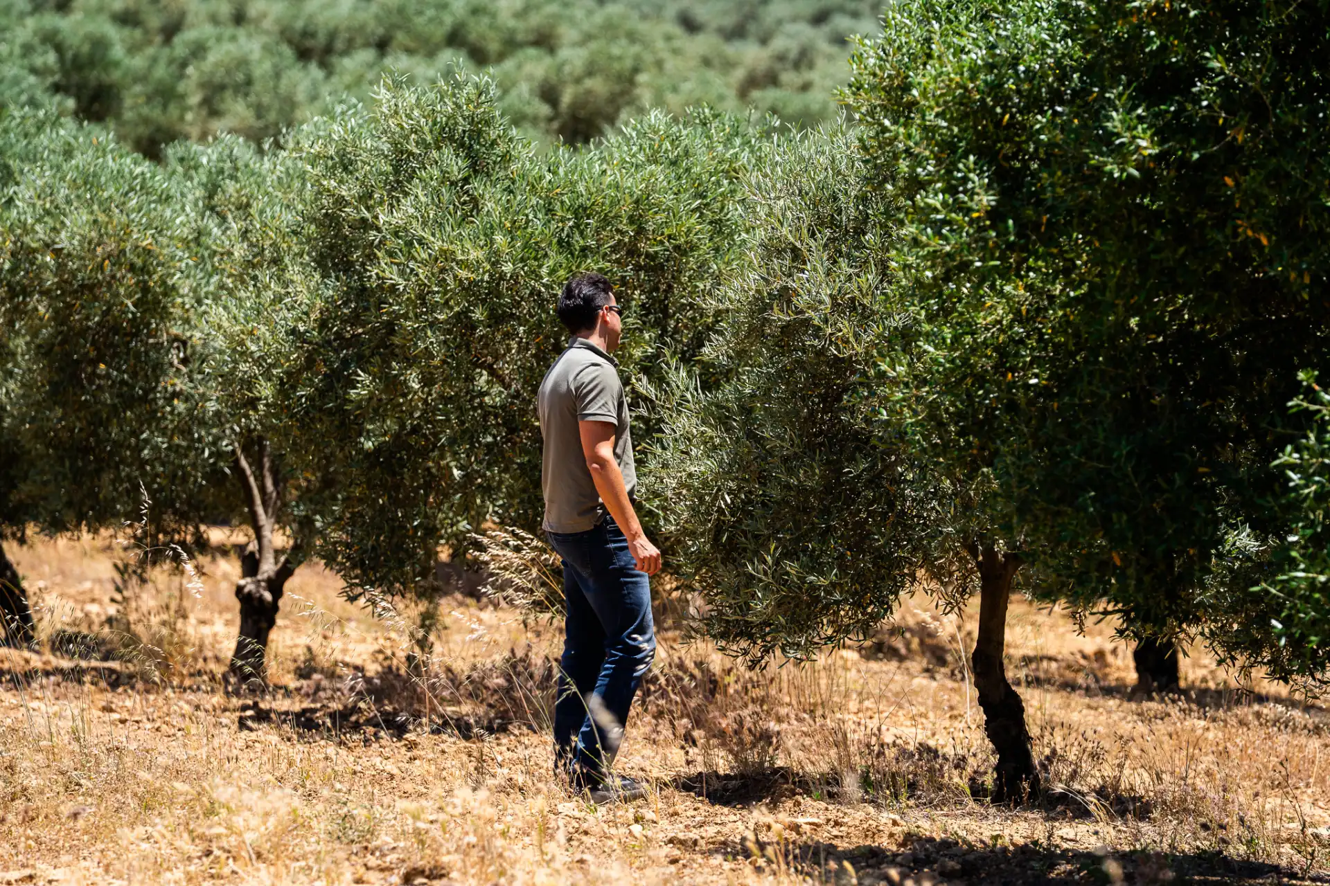Miembro de la empresa familiar AgroHutesa supervisando olivos en una finca agrícola dedicada al cuidado del campo.